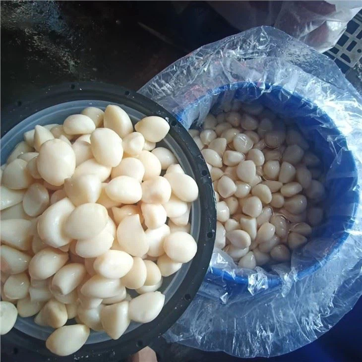Fresh Raw Garlic in Brine From China
